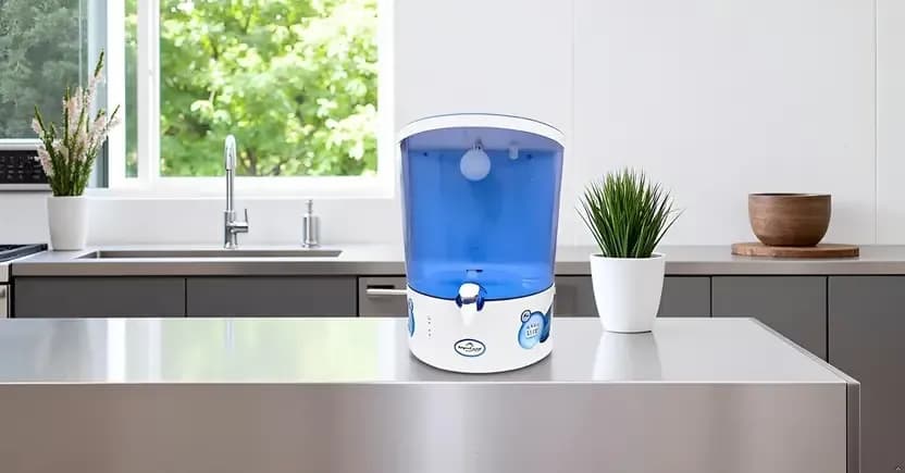 Dolphin-King+ (1).webp