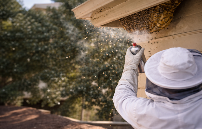 How to find a reliable bee removal service near your home